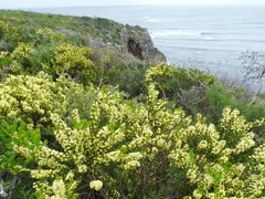 Acacia littorea