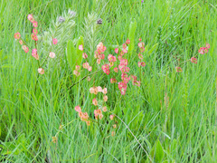 Rumex woodii