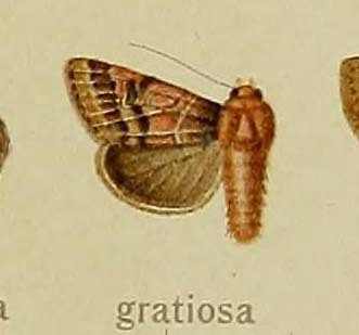 Aegle gratiosa