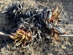 Dudleya cultrata
