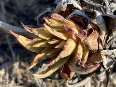 Dudleya cultrata