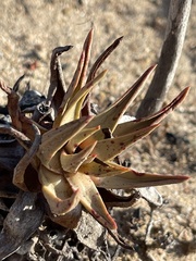 Dudleya cultrata
