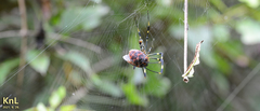Poecilocoris lewisi