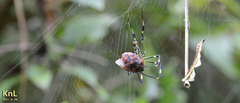Poecilocoris lewisi