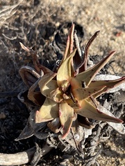 Dudleya cultrata