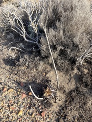 Dudleya cultrata