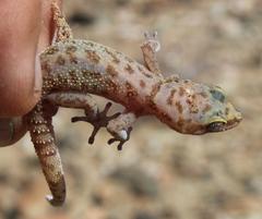 Western Spotted Thick-Toed Gecko photo 2