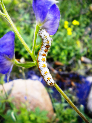 iNaturalist observation photo of Purple-lined Sallow