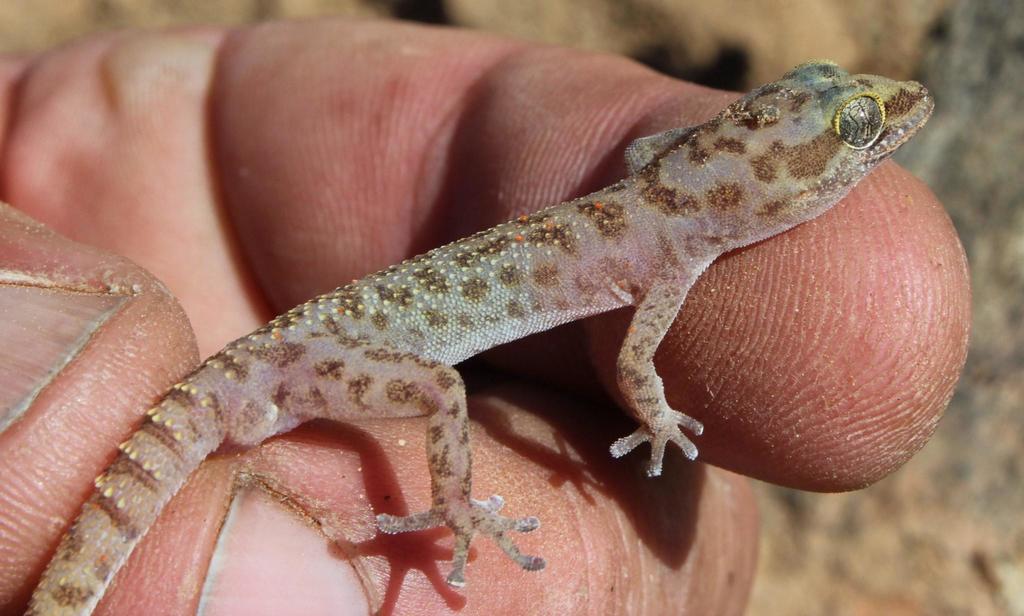 Western Spotted Thick-Toed Gecko