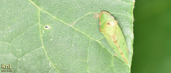 Neotituria kongosana