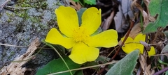 Hibbertia dentata