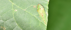 Neotituria kongosana