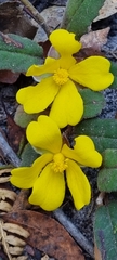Hibbertia dentata