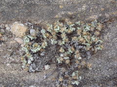 Helichrysum saxicola