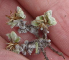 Helichrysum saxicola