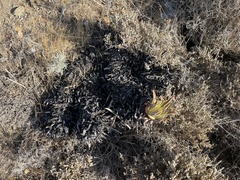 Dudleya cultrata