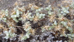 Helichrysum saxicola
