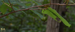 Neoshirakia japonica