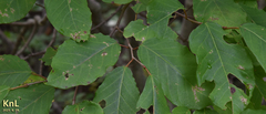 Neoshirakia japonica