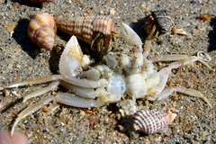 Ocypode fabricii