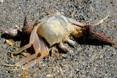 Ocypode fabricii
