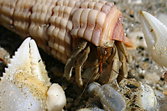 Coenobita variabilis