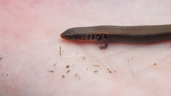 Spotted-neck Snake-eyed Skink