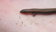 Panaspis maculicollis