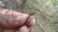 Panaspis maculicollis