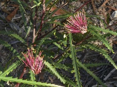 Grevillea longifolia