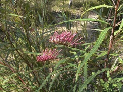 Grevillea longifolia