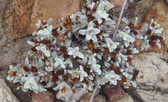 Helichrysum saxicola