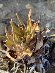 Dudleya cultrata