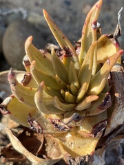Dudleya cultrata