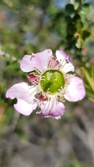 Leptospermum rotundifolium