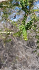 Leptospermum rotundifolium
