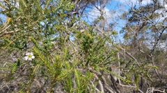 Leptospermum rotundifolium