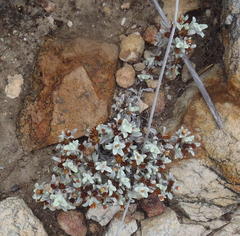 Helichrysum saxicola