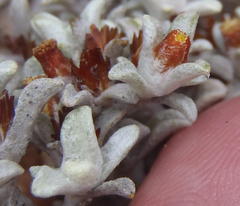 Helichrysum saxicola