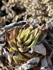 Dudleya cultrata