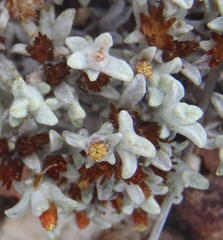 Helichrysum saxicola