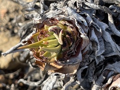 Dudleya cultrata