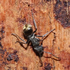 Polyrhachis aurea