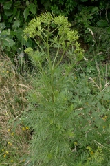 Senecio bipinnatisectus
