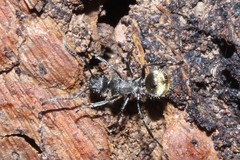 Polyrhachis aurea