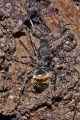 Polyrhachis aurea