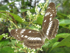 Limenitis doerriesi