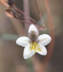 Hypertelis spergulacea