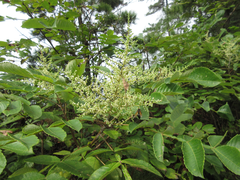 Rhus javanica