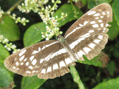 Neptis pryeri